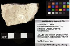 Foto (Objket + Etiketten) von Goniodromites bidentatus (Reuss, 1859) 